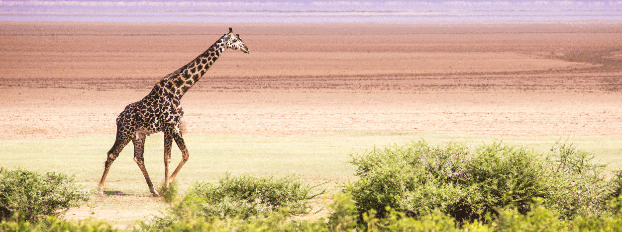 http://skandaholidays.co.uk/resource/Images/Tanzania_Kenya/headerimage/Giraffes-in-Lake-Manyara-national-park,-Tanzania.jpg