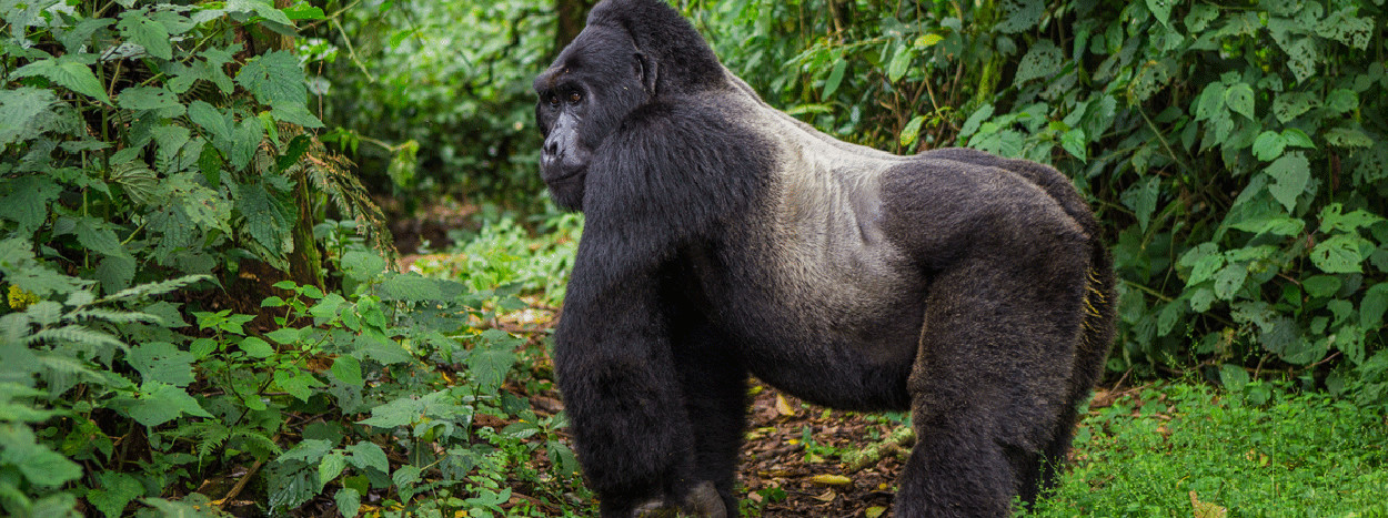 /resource/Images/africa/uganda/headerimage/Gorilla-trekking-in-uganda.jpg