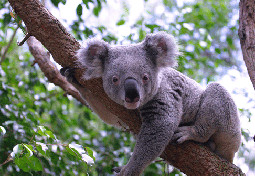 Lone Pine-Koala Sanctuary tour