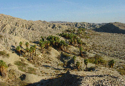 palm valley tours