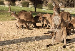  visit kangaroo sanctuary 