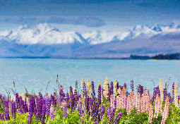 Tekapo lake Majestic mountain lake with lupins blooming New Zealand