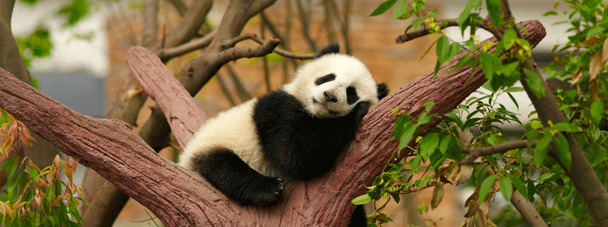 /resource/Images/china/headerimage/panda.jpg