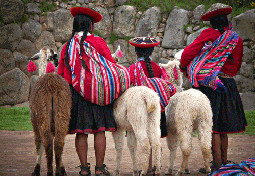Peruvian Girls Alpacas Sacsayhuaman