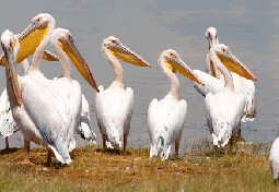  Pelicans Lake Naivasha ,Kenya Africa 