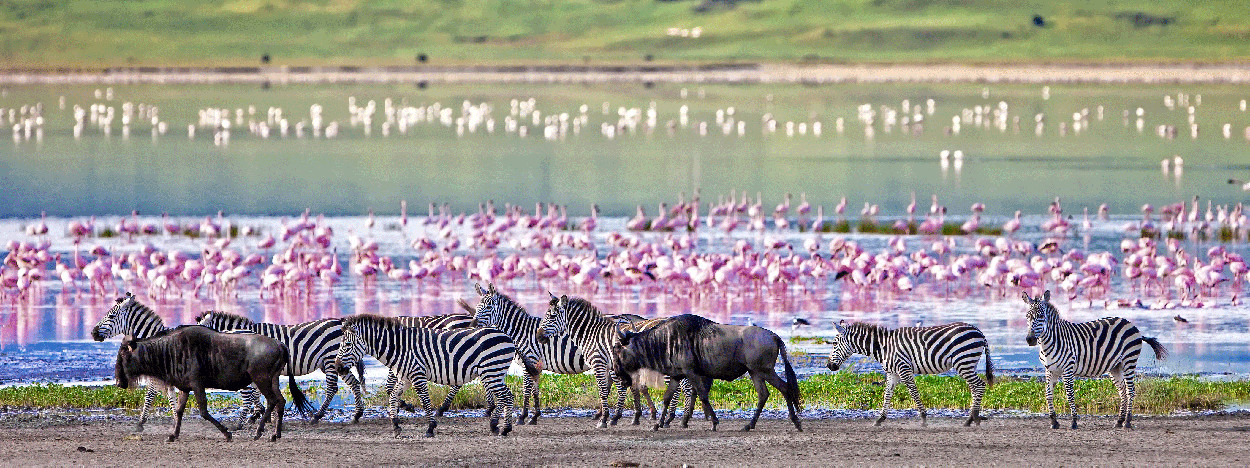 /resource/Images/africa/tanzania/headerimage/Ngorongoro-Crater-Tanzania-flamingos1.jpg