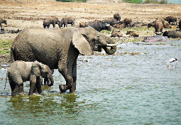 Murchison Falls elephant-Uganda