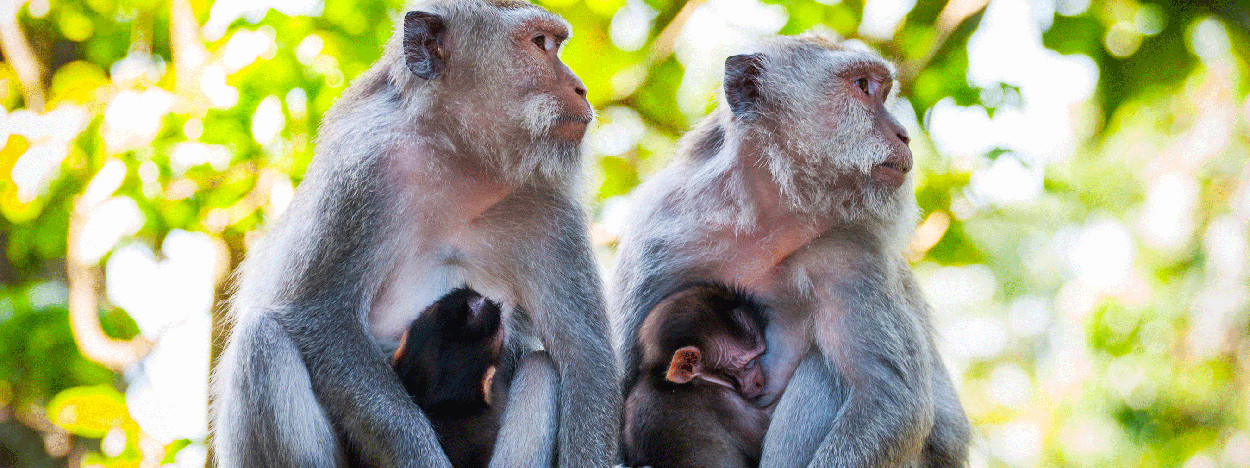 /resource/Images/borneo/headerimage/Macaque-Monkeys-kota-kinabalu.jpg