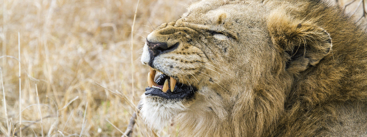 /resource/Images/southafrica/headerimage/Lion-in-Kruger-national-park-South-Africa.jpg