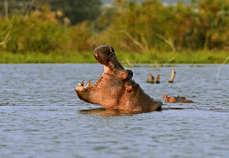 Hippos Lake Naivasha National Park