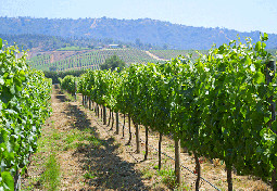 Casablanca valley vineyard, Chile