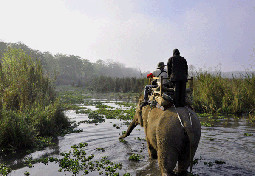 elephant safari in chitwan national park