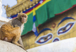 swayambhunath monkey temple kathmandu