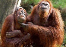 Amazing Borneo